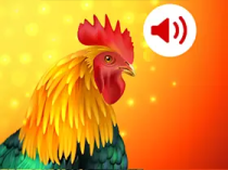 安卓动物手机铃声v18.1去广告高级版/享受大自然的声音