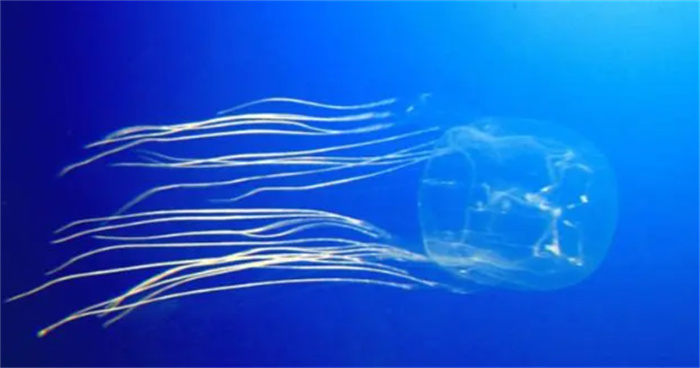 世界上十大最毒的海洋动物排名 第1张