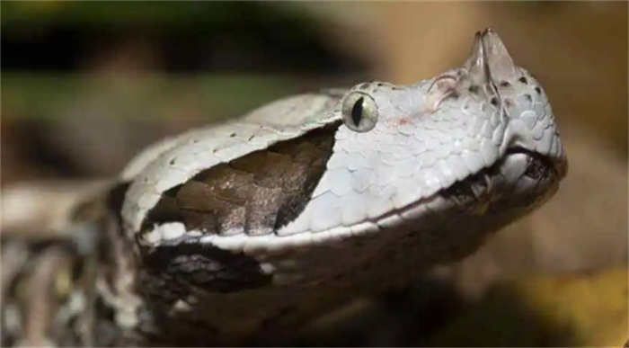 世界上毒牙最长的蛇是什么（加蓬蝰蛇） 第2张