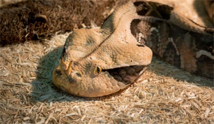 世界上毒牙最长的蛇是什么（加蓬蝰蛇） 第1张